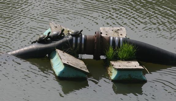 [Turtles on water pipe]