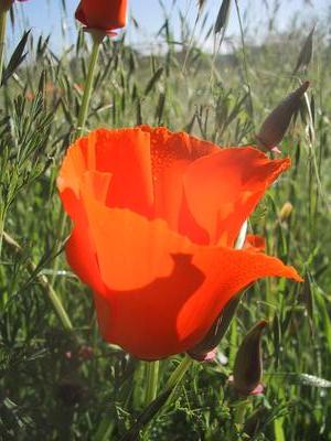 [California poppies]
