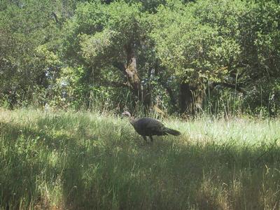 [Wild Turkey]