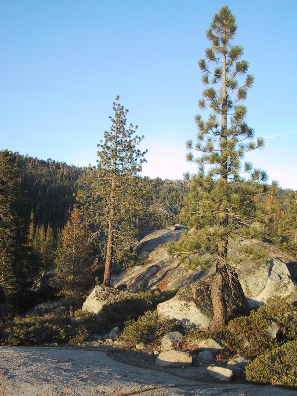 [Trees]