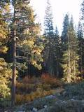 [Foliage and trees]