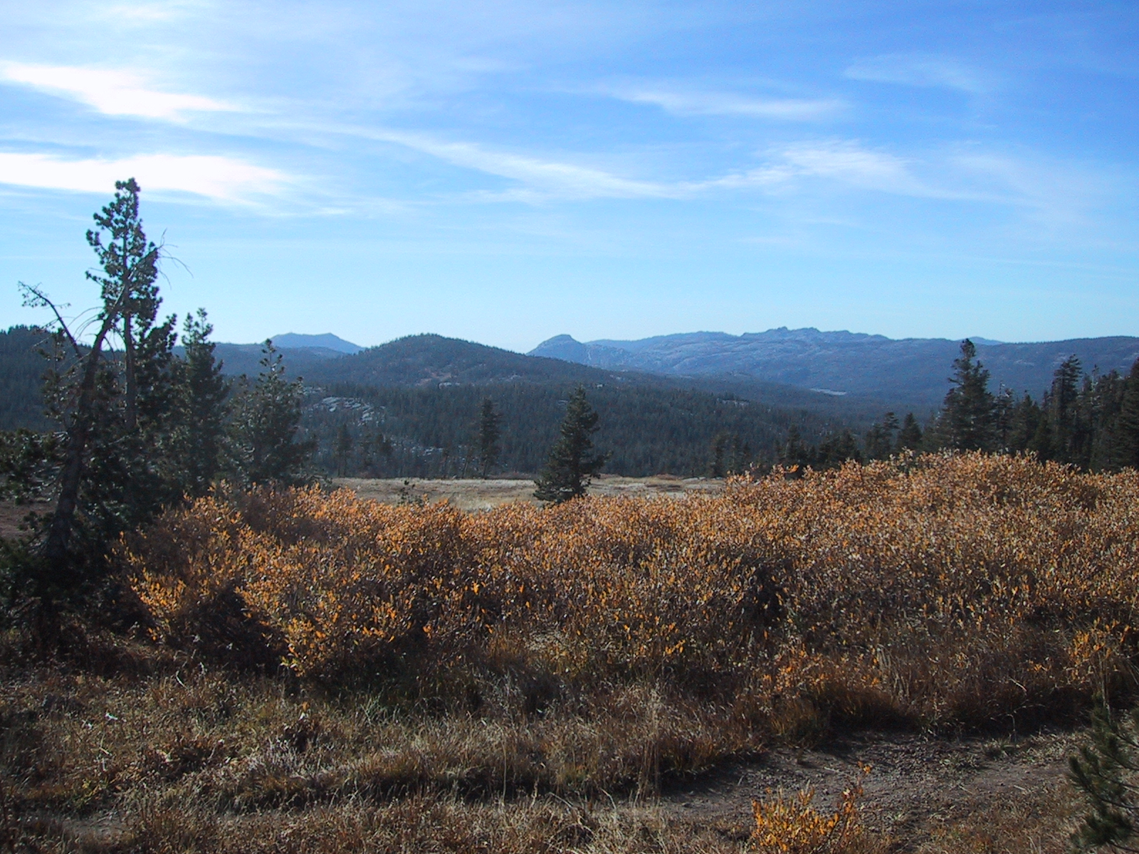 [high sierra meadow]