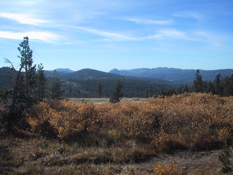 [high sierra meadow]