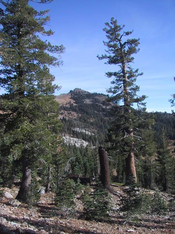 [Castle Peak through trees]