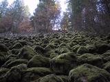 [Moss covered basalt
boulders]