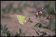 [California Sulphur Butterfly]